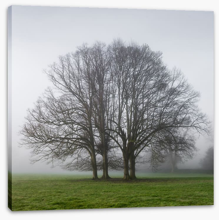 The old oak tree