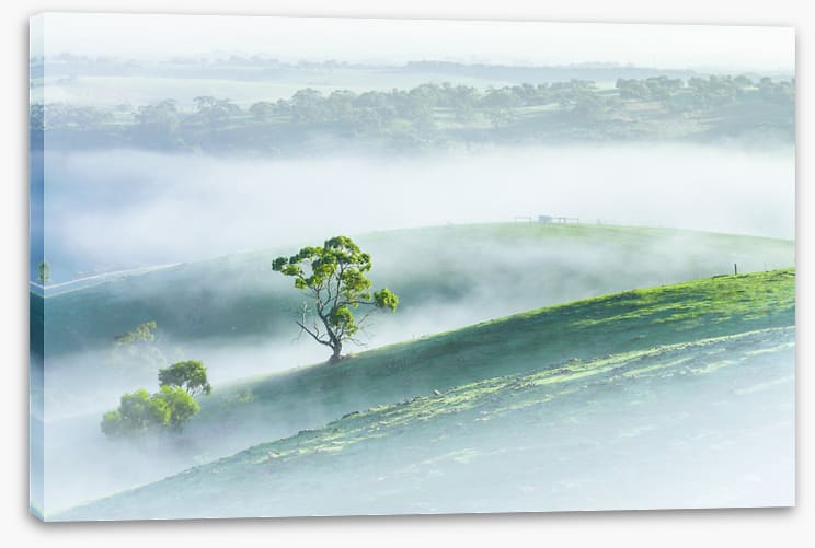 Morning mist
