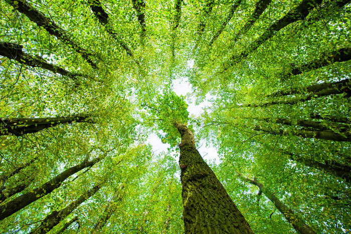 Lime tree canopy