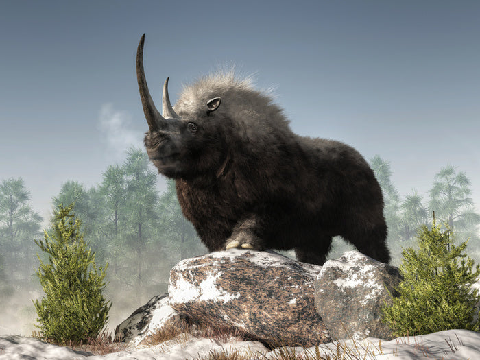 Woolly rhino watch