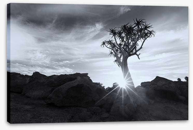 Quiver tree sunburst