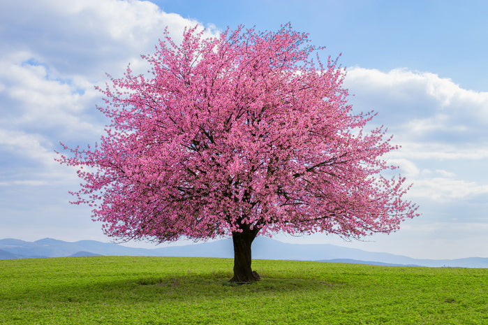 Solitary spring