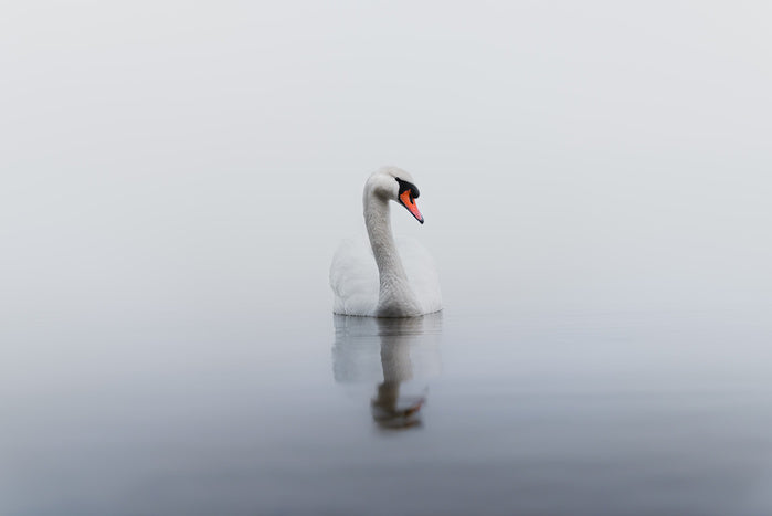 Lonely swan