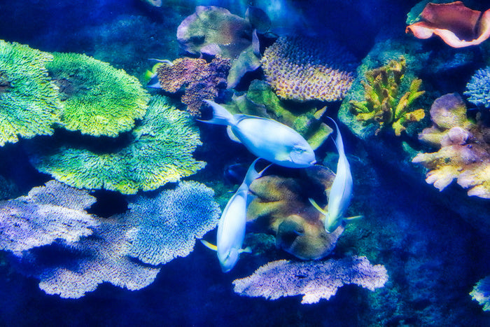 Underwater