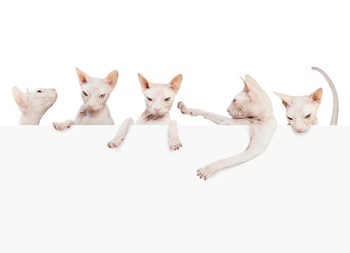 Mammals