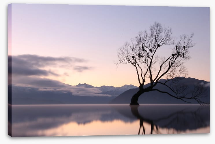Bare tree birds