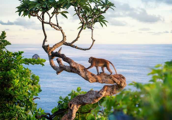 Monkey on the tree
