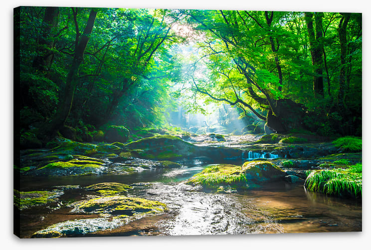 Forest river rays