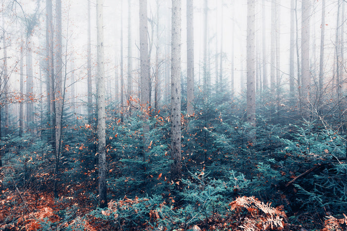Blowing in the mist