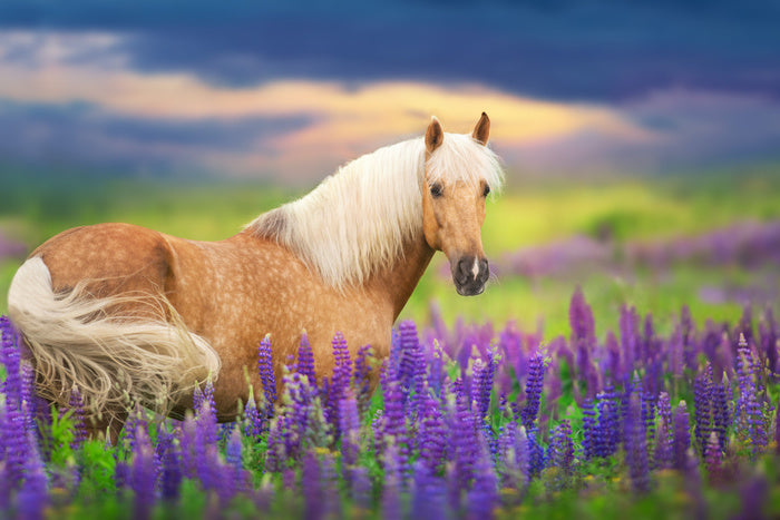 Purple lupine palomino