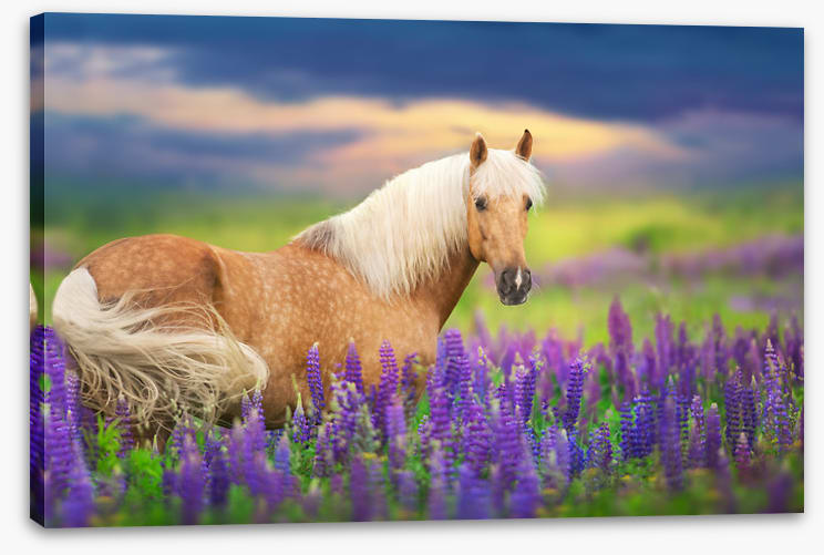 Purple lupine palomino
