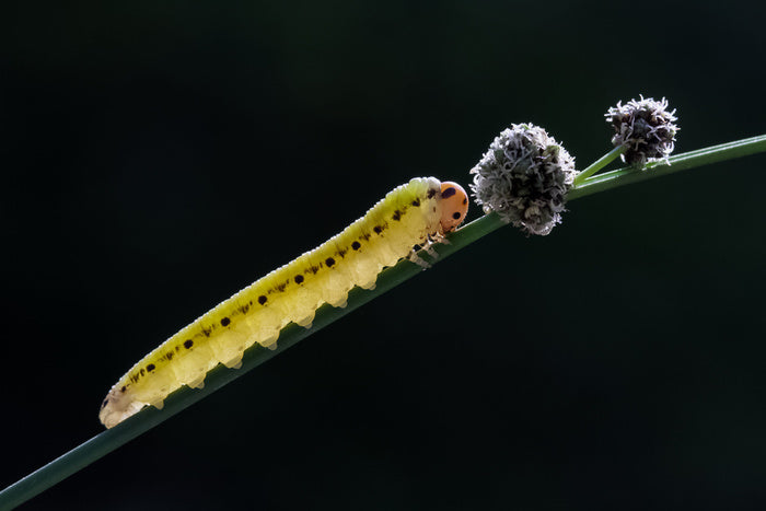 Insects