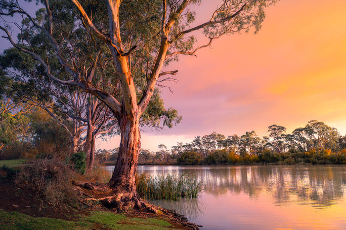 River gum sunset