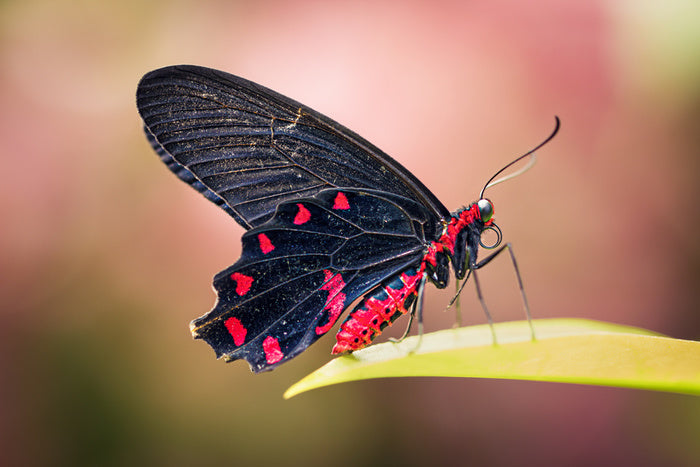Insects