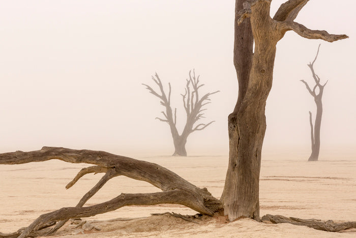 Ghosts of the desert