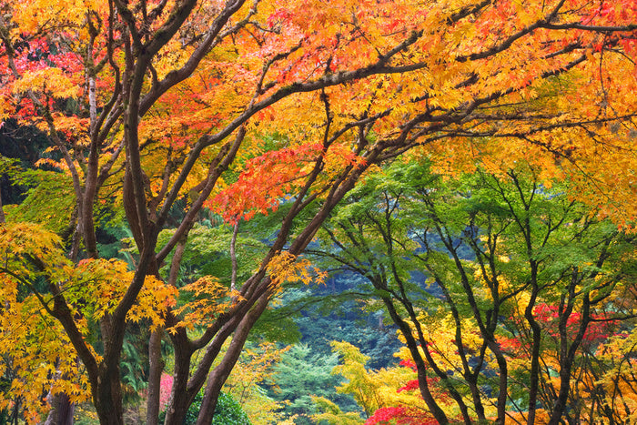 Maple medley