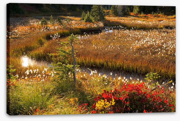 Wildflower stream