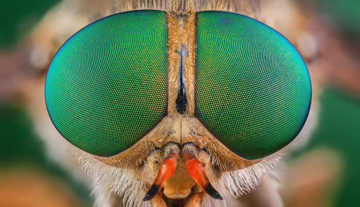 Insects