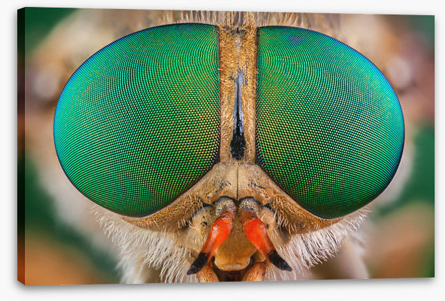 Insects