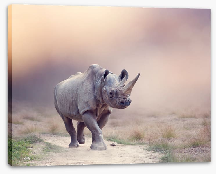 Rhino rumba