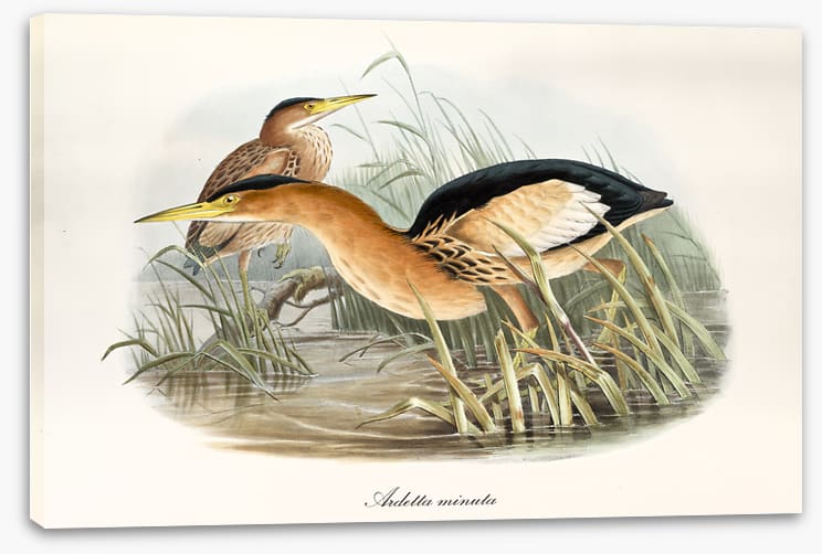 Botaurus minutus