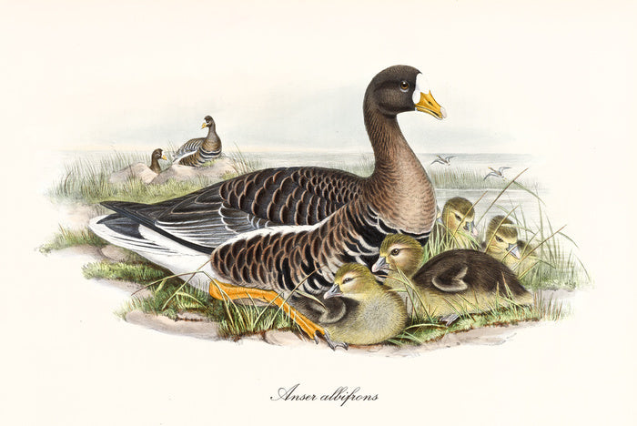 Anser albifrons