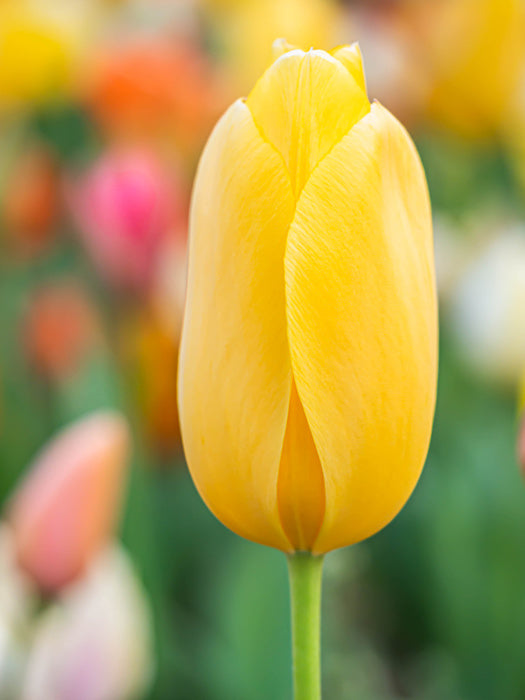 Sunshine tulip