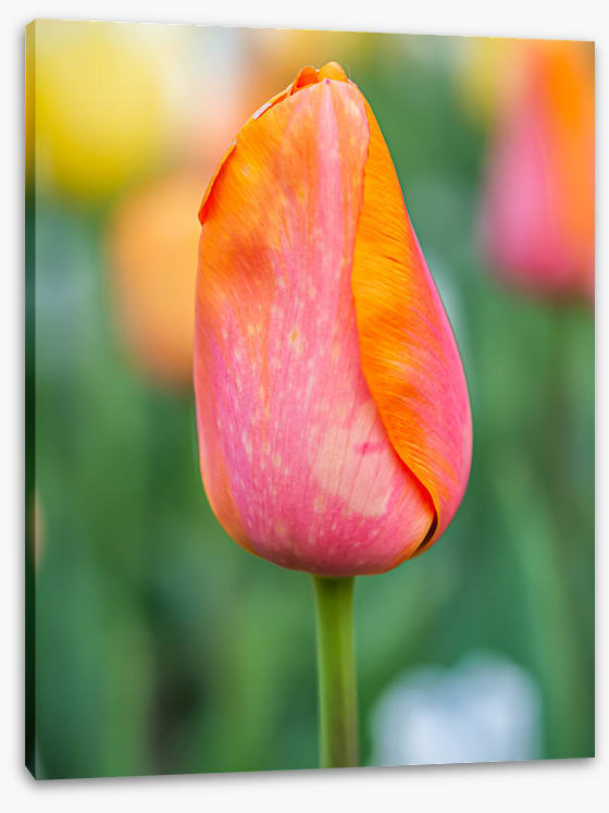 Lonely tulip