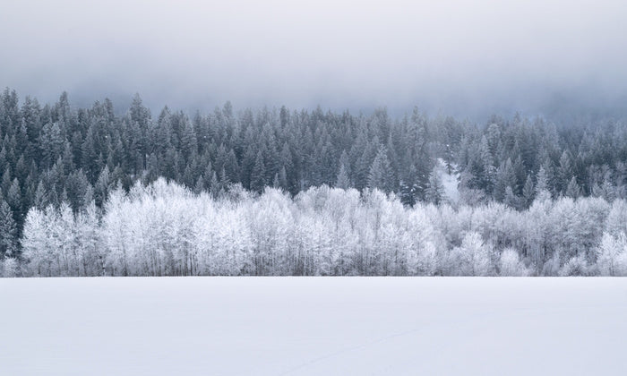 Forests