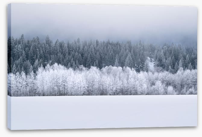 Forests