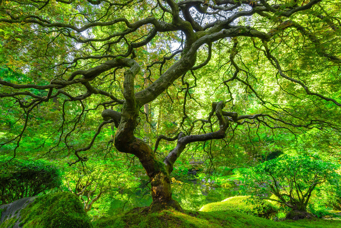 Maple and moss