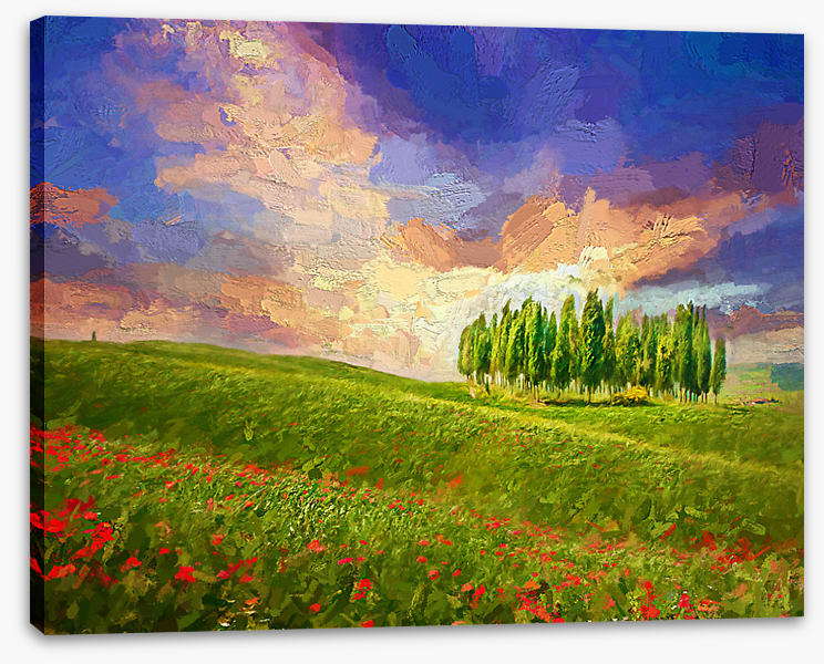 Summertime cypress