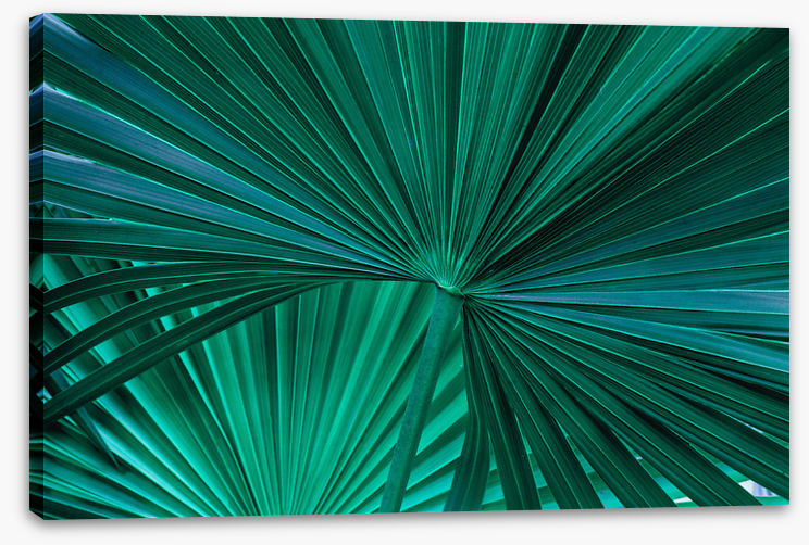 Fanning fronds