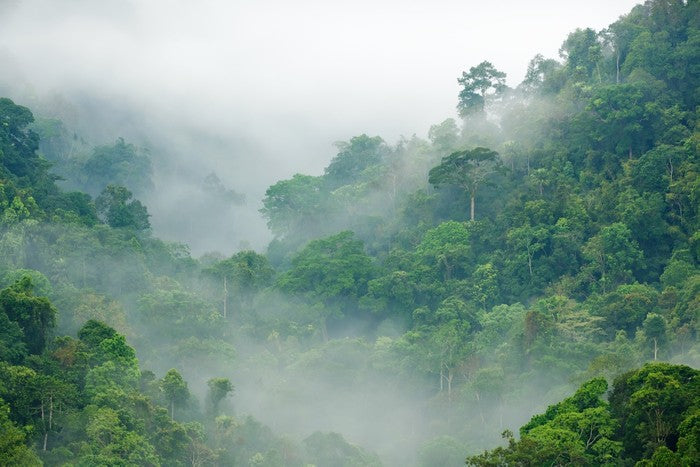 Mist in the rainforest