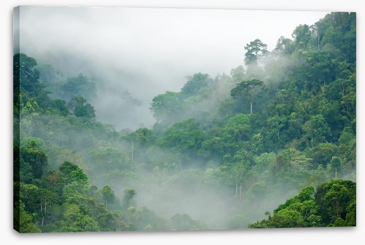 Mist in the rainforest