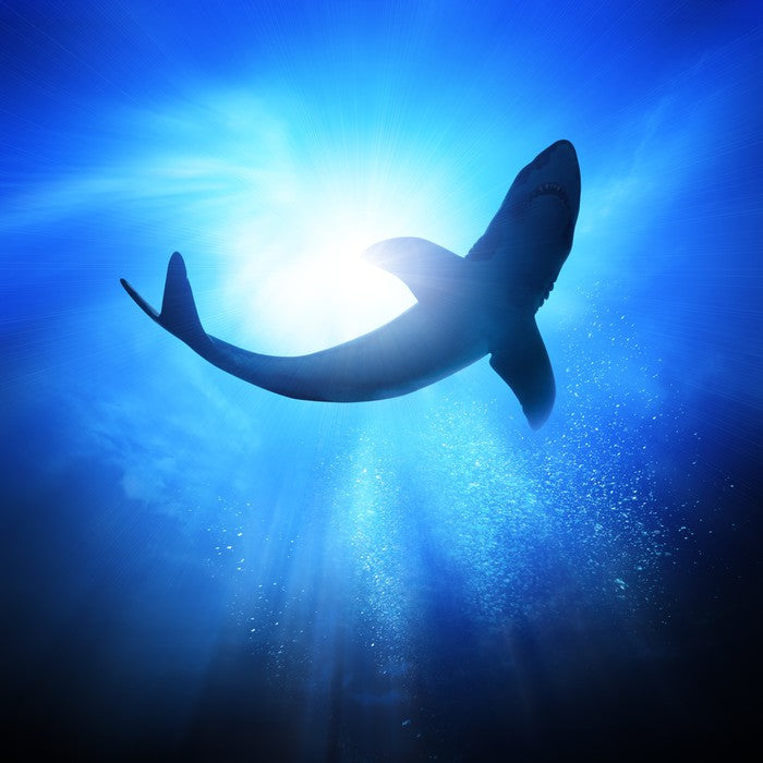 Shark light