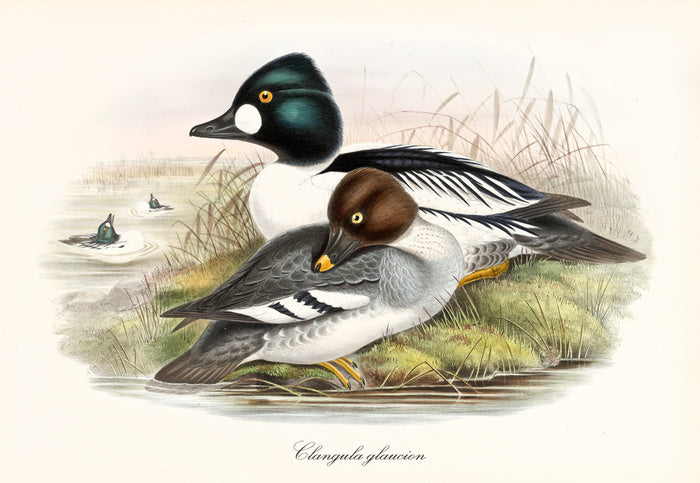 Bucephala clangula