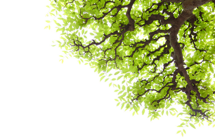 Green leaf elm 2