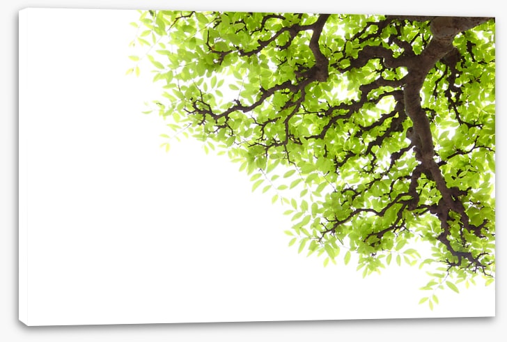 Green leaf elm 2