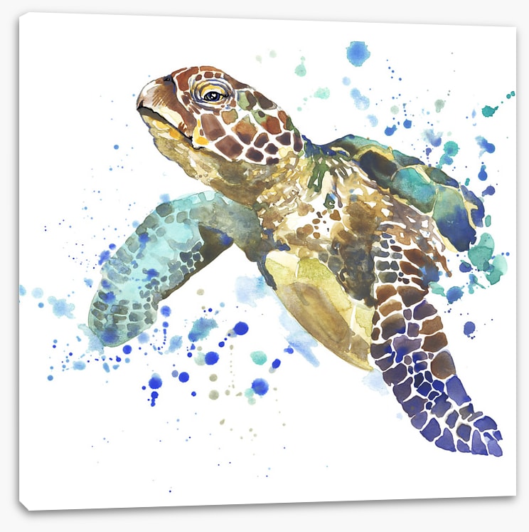 Turtle tidings