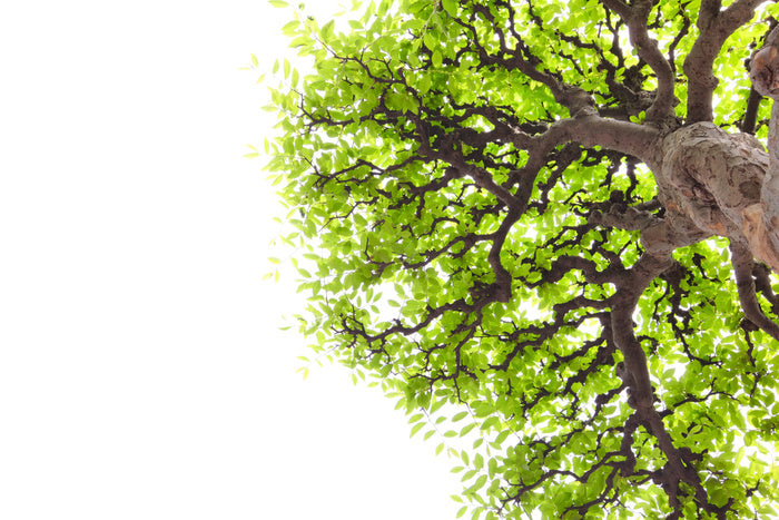 Green leaf elm 1