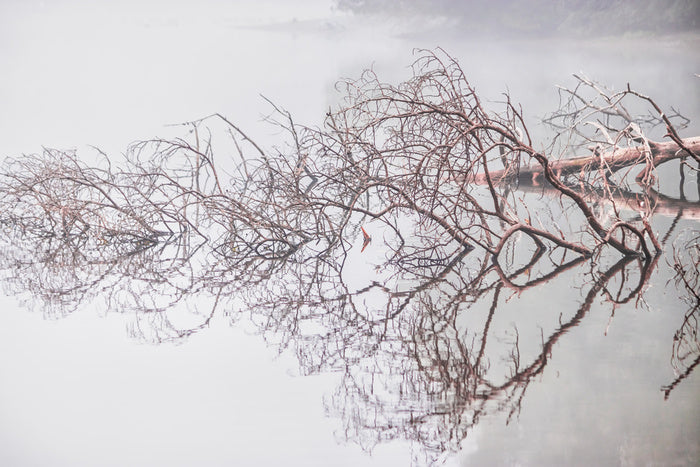 Fallen tree