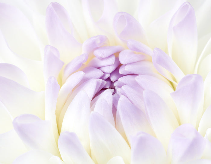 Darling dahlia