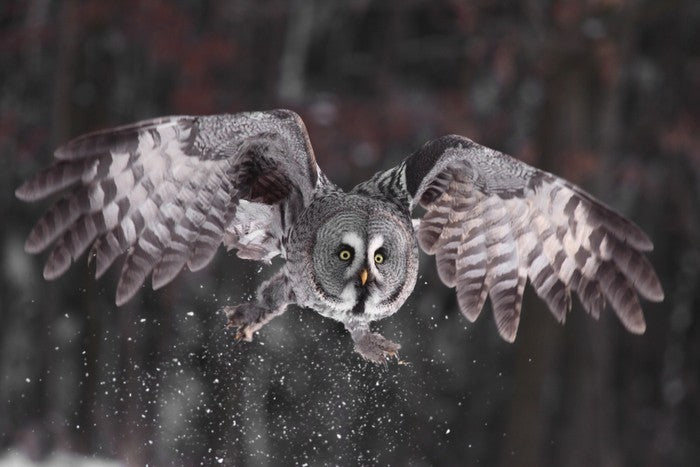 Great grey owl