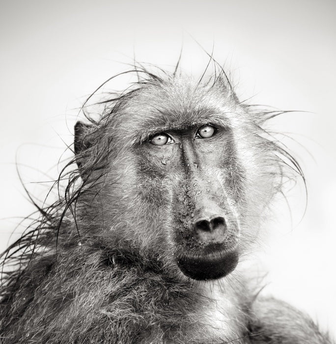 Baboon bath