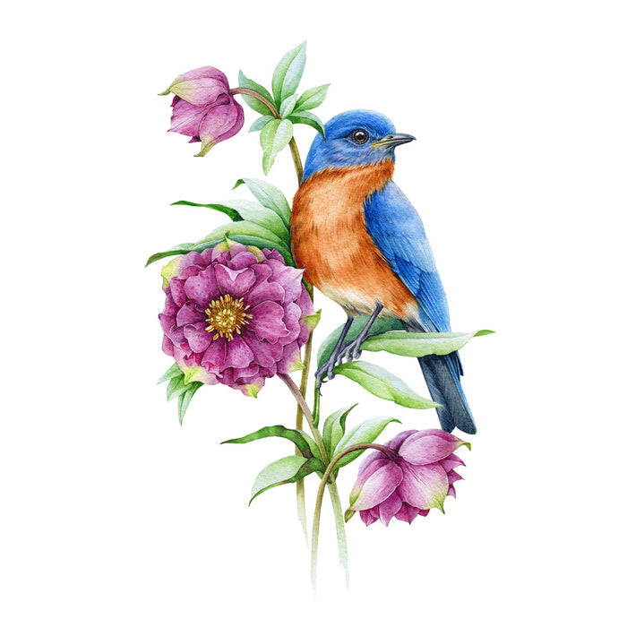 Birds
