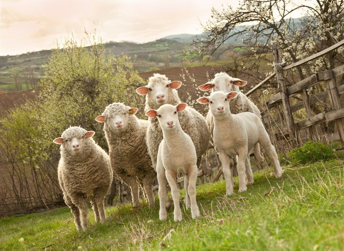On pasture