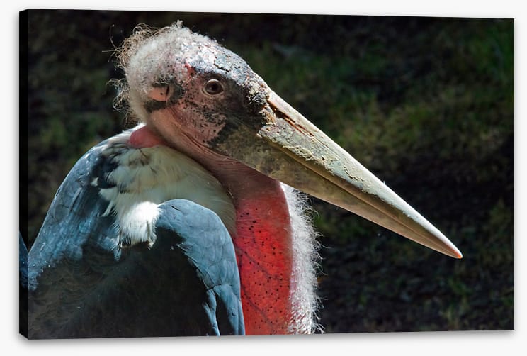 Marabou stork