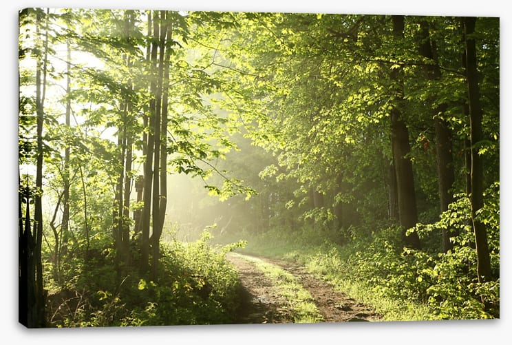 Road towards dawn