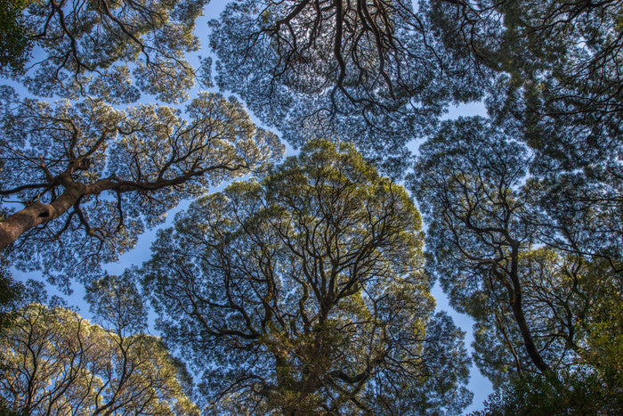 Leatherwood treescape